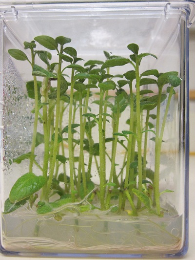 Tissue-Culture-Plants.jpg